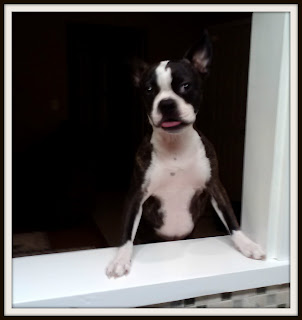 Image of the family's Boston Terrier