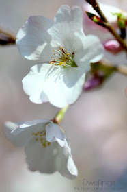 cherry blossoms