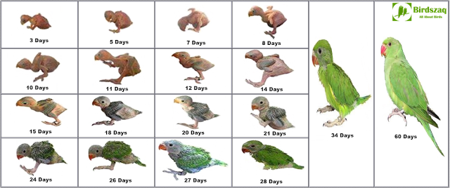 Indian ringneck growth