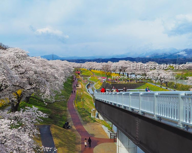 日帰りで宮城の一目千本桜を見に行ってきた