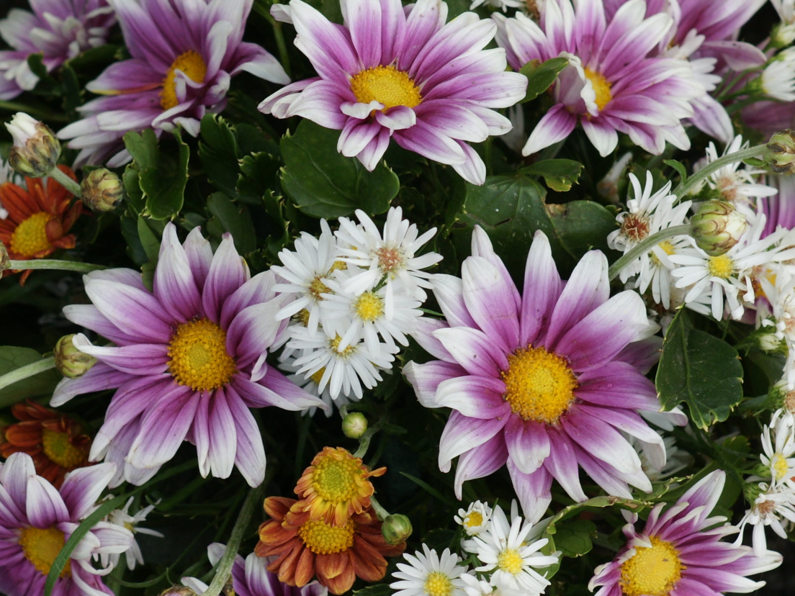 flowers for flower lovers.: Daisy flowers desktop wallpapers.