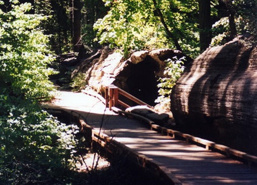 BigTrees16