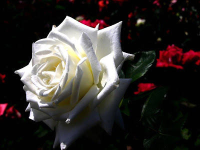 White Rose Normal Resolution HD Wallpaper 13