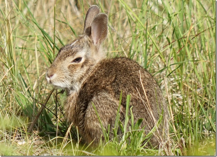 anacortes baby cottontail 061715 00001