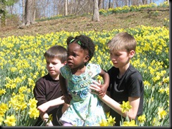 Daffodil gardens 023