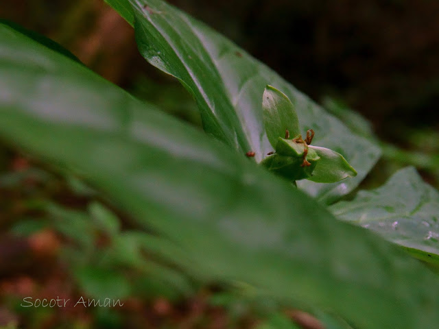 Trillium smallii