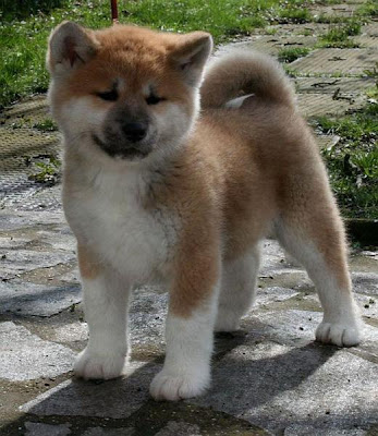 Cachorro akita inu