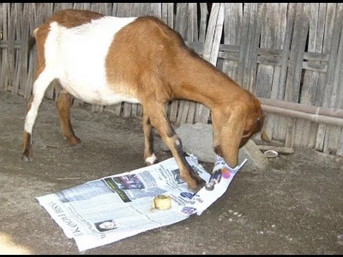 foto kambing makan kertas di pulau bungin