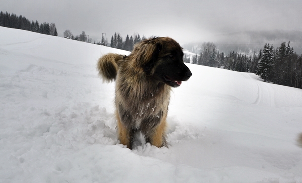 leonberger