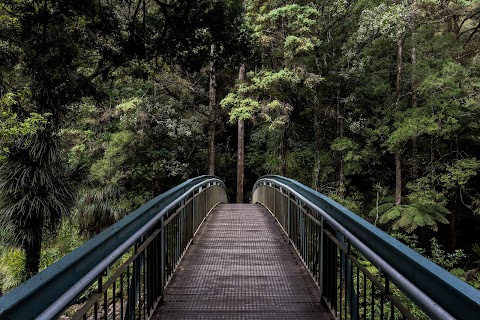 Bridge in Jungle