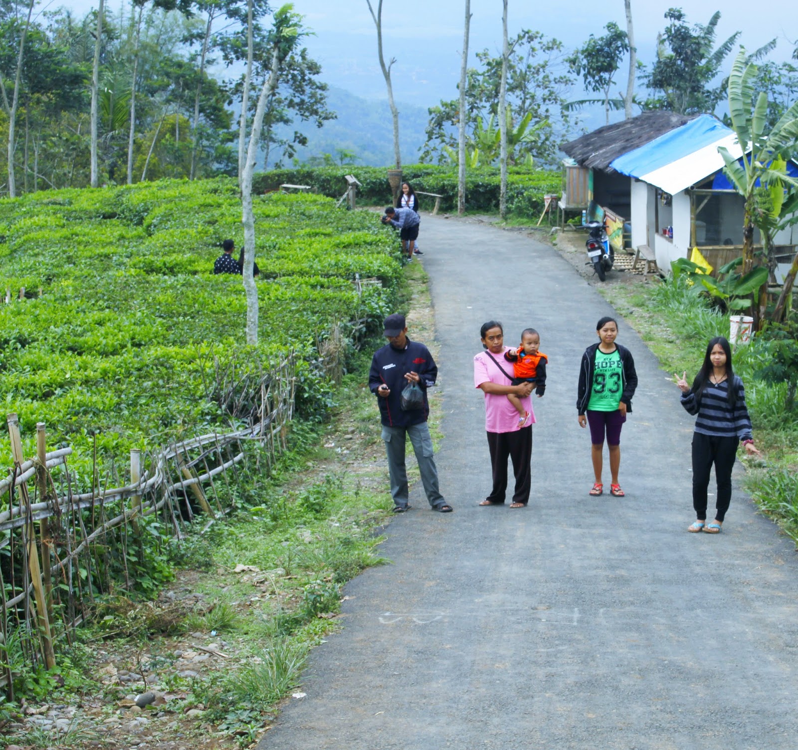 22+ Gambar Pemandangan Indah Kebun Teh, Inspirasi Spesial!