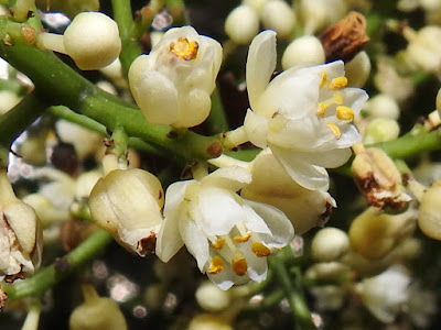 山香圓的花