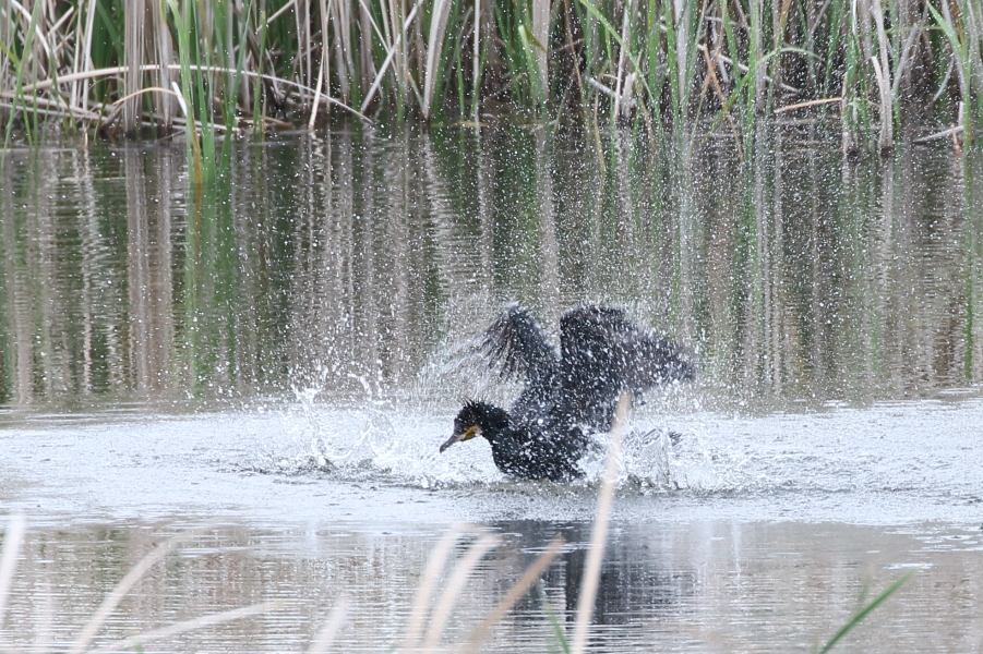 鳥爺残日録 大柏川第一調節池緑地 カワウ Great Cormorant の水浴び