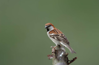 sparrow