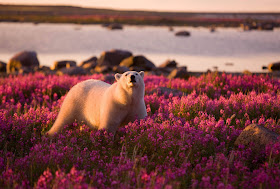 Polar bear wandering in flower field, polar bear picture
