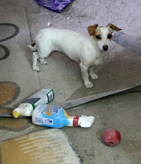 Thelma stole Rambo's ball