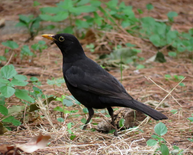 Blackbird in Villa Maria, Via Calzabigi, Livorno