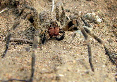 foto Laba-laba Pisang (Brazilian wandering spider) 