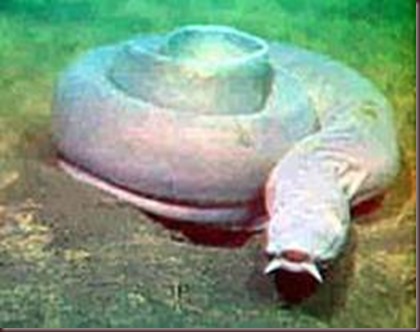 Amazing Animal Pictures Hagfish (2)