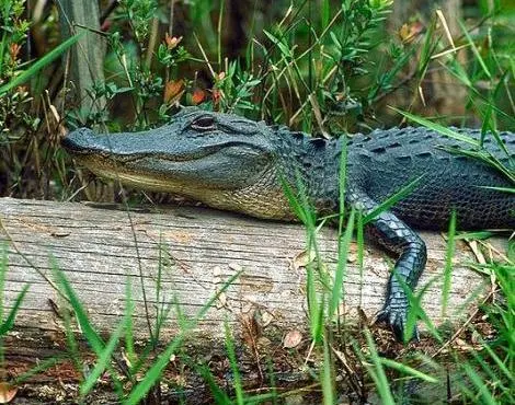 Timsah (Alligator) Hakkında Bilgiler