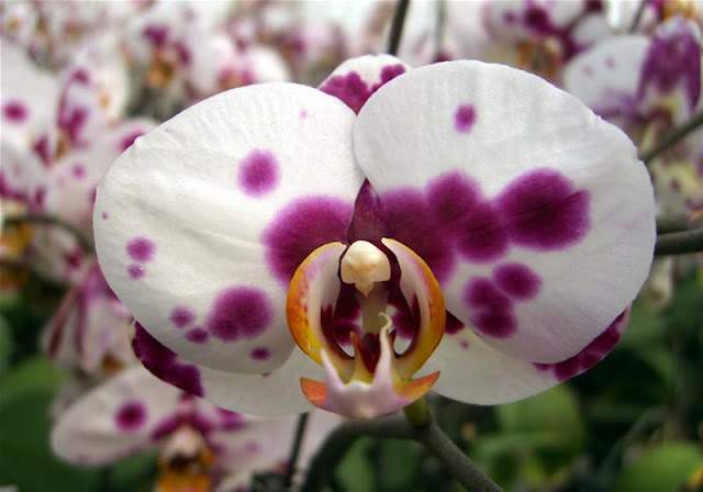 Phalaenopsis Flowers Pictures