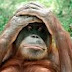 Orangutans Communicates With Its Kinds