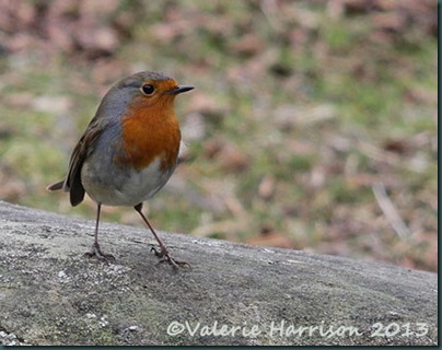 29-robin