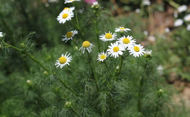 Mayweed Flowers Pictures