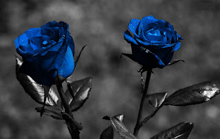 blue Roses with Black Screen