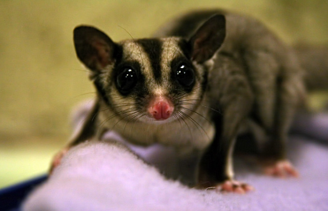 Daftar Harga Sugar  Glider Hewan  Peliharaan Lucu  Harga Hewan 