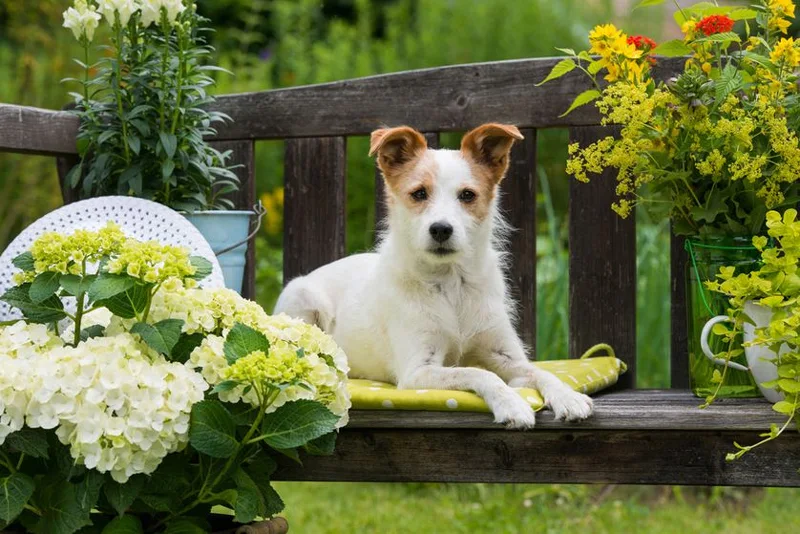 Keep Your Garden Pet Friendly With This Simple, Savvy Advice