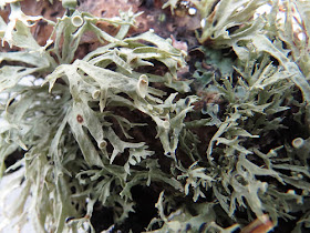 antler lichen