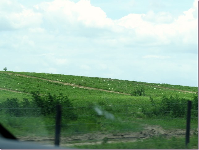 melonsIMG_0730