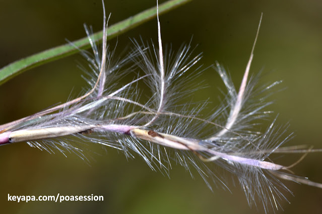 Schizachyrium scoparium - Little Bluestem Grass