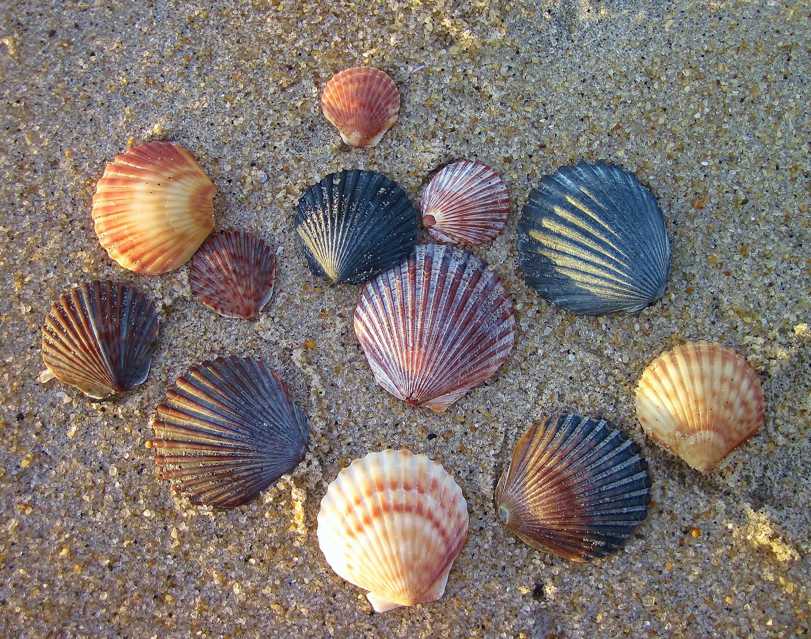 Nature on the Edge of New York City: Bay Scallops' Colorful Complexion