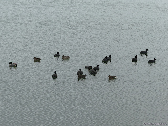 black ducks with white bill, common