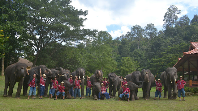 There are many elephants in the elephant camp here.