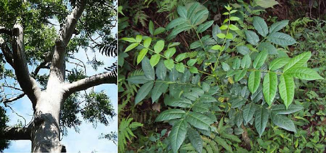 THANH THẤT - Ailanthus malabarica - Nguyên liệu làm Thuốc Bổ, Thuốc Bồi Dưỡng