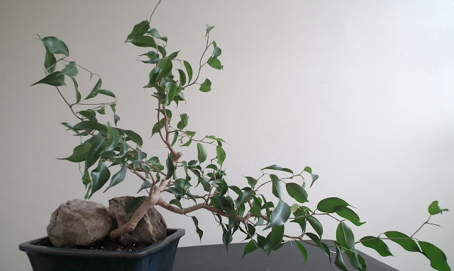 Exotic Ficus Wiandi semi-cascade bonsai