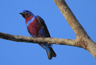 Banded Cotinga