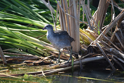 Birds Telford Lake Luduc Alberta.