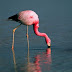 Interesting Fact About Flamingos