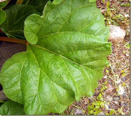 rhubarb