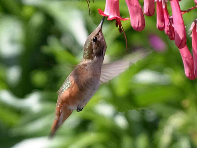 Hummingbird_world's_smallest_bird