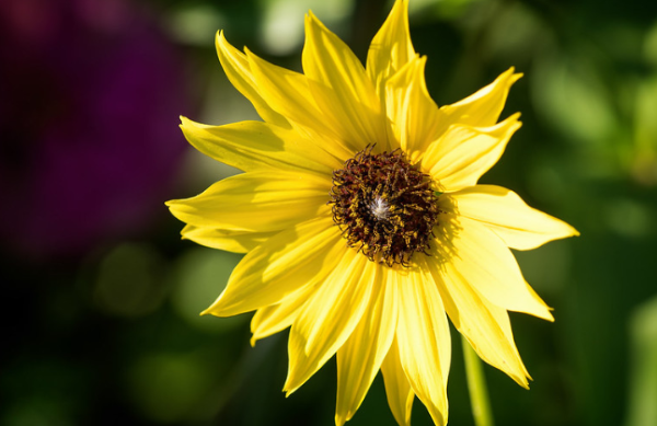 25 Gambar Bunga Matahari Asli - Kumpulanaplikasi