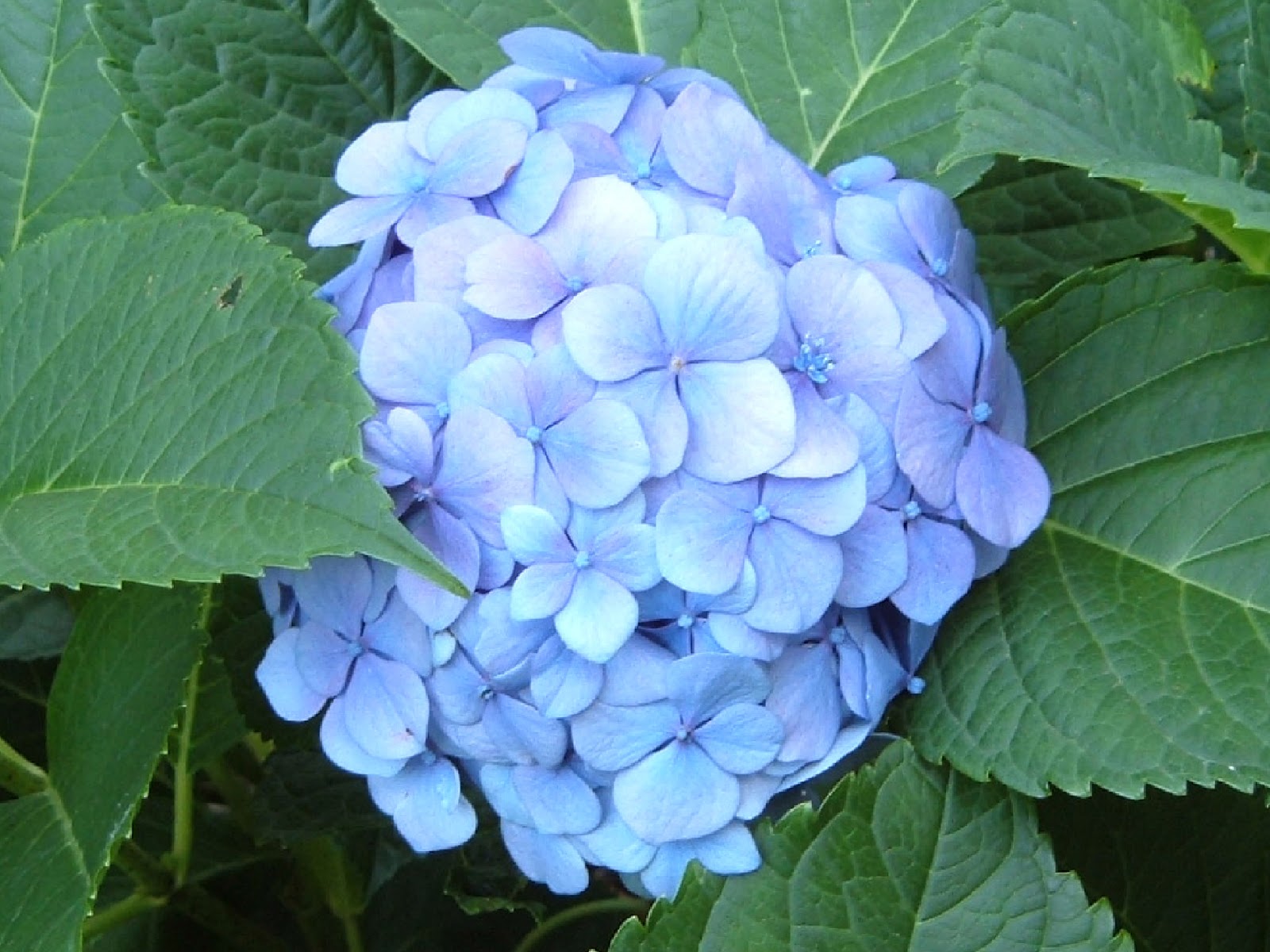 Fotos De Flores De Hortensias - Cuidar y Reproducir las Hortensias Plantas y Flores