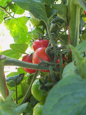 Tomato Trellis