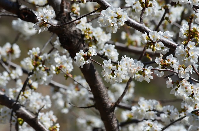 La floración en el Valle del Jerte anuncia la primavera 