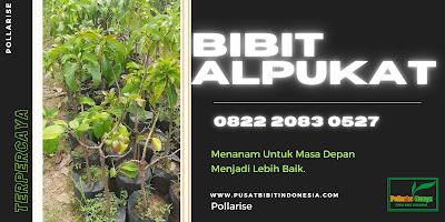 Tempat , Jual Bibit Alpukat Miki, Harga Bibit Alpukat Aligator Tinggi 1 Meter, Harga Bibit Alpukat Aligator Kediri, Harga Bibit Alpukat Avozilla, Harga Bibit Alpukat Aligator Blitar, Harga Bibit Alpukat Aligator Di Blitar