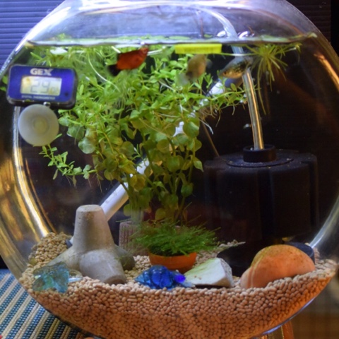 ドラム金魚鉢でアクアリウム Water World ドラム金魚鉢でアクアリウム Water World